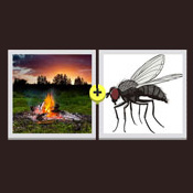 Firefly